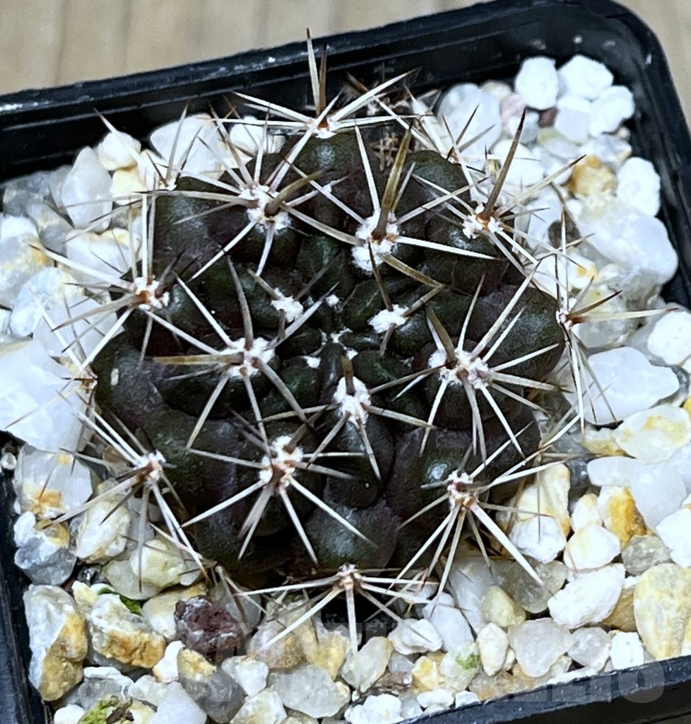 SHPR20058 Neoporteria curvispina v. andicola f. mollensis – Bild 2