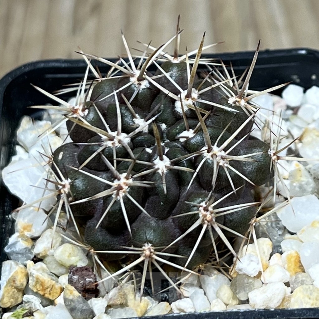 SHPR20058 Neoporteria curvispina v. andicola f. mollensis