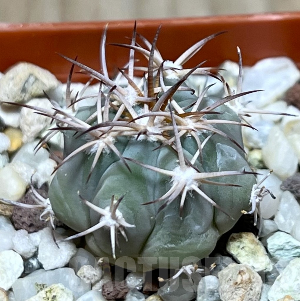 SHPR20059 Echinocactus horizonthalonius