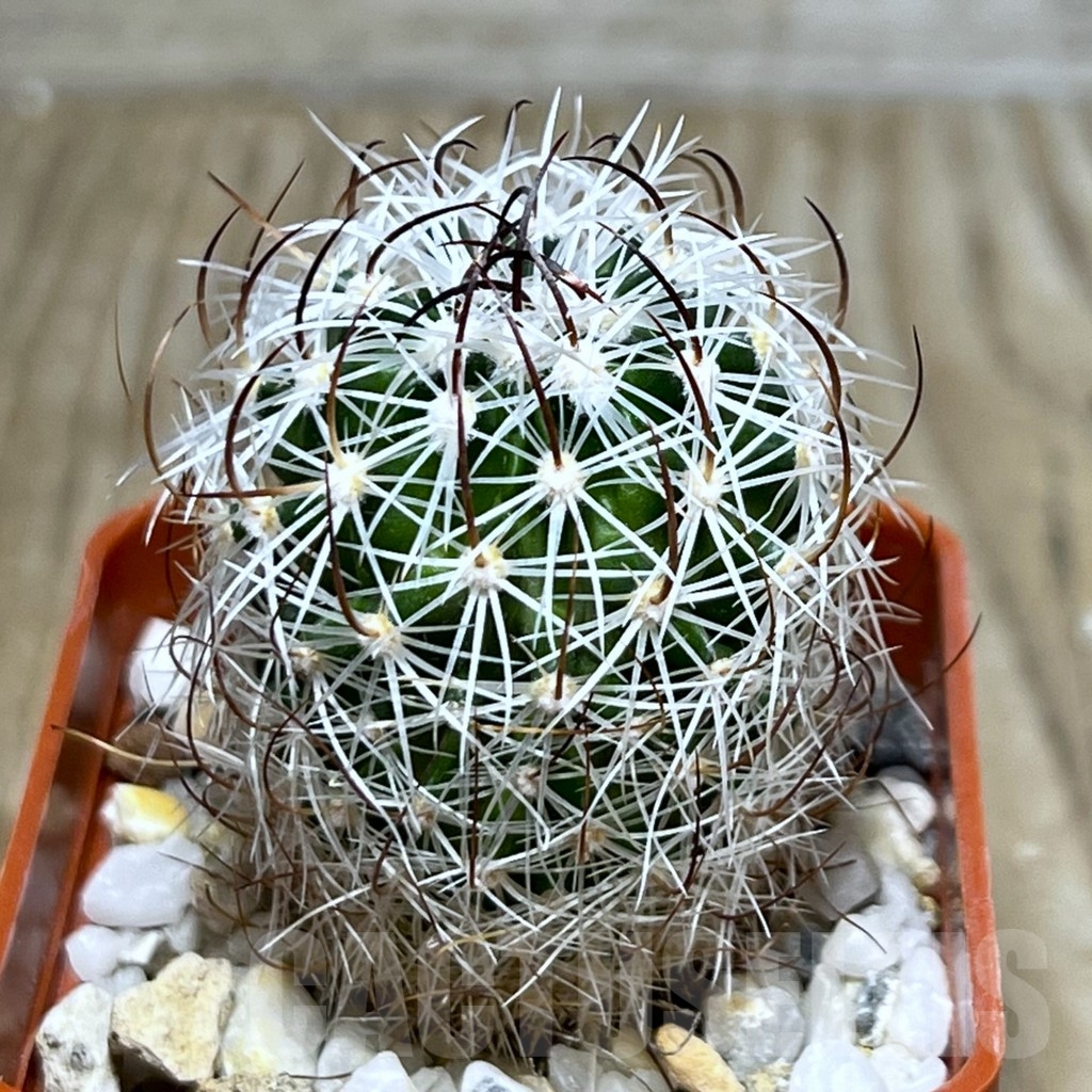 SHPR20060 Stenocactus zacatecasensis SB 18