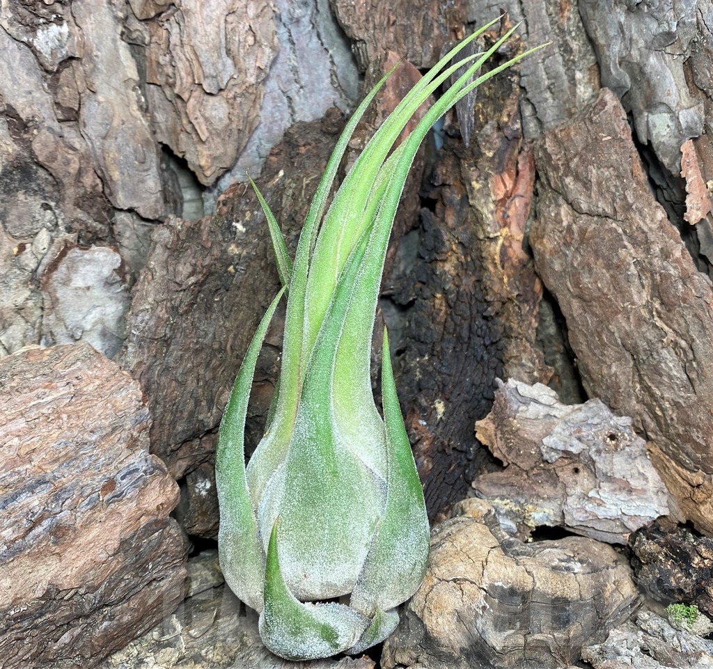 SHPR20080 Tillandsia seleriana