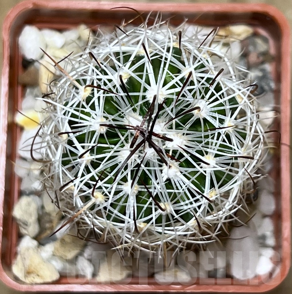 SHPR20060 Stenocactus zacatecasensis SB 18 - immagine 2