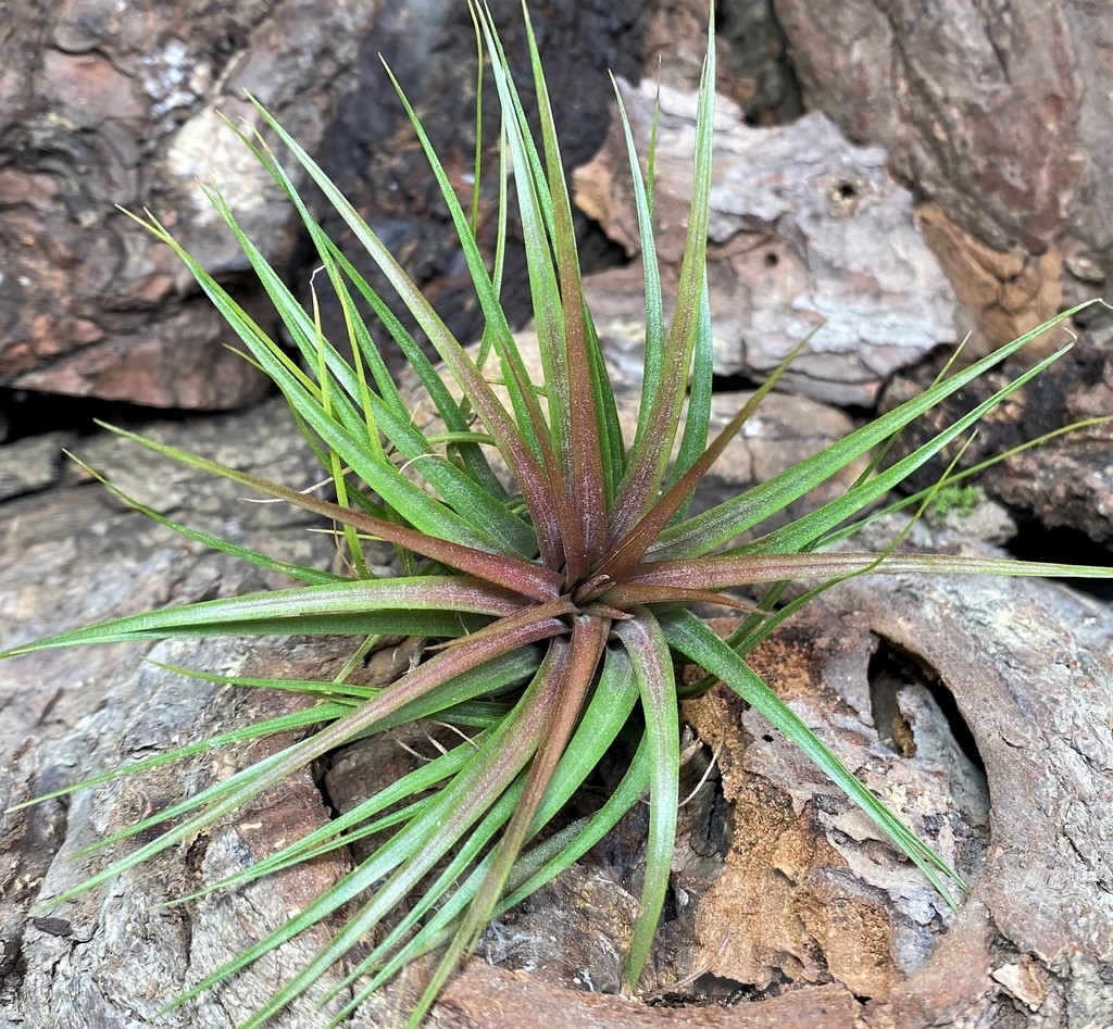 SHPR20081 Tillandsia rainforest red - Imagen 2