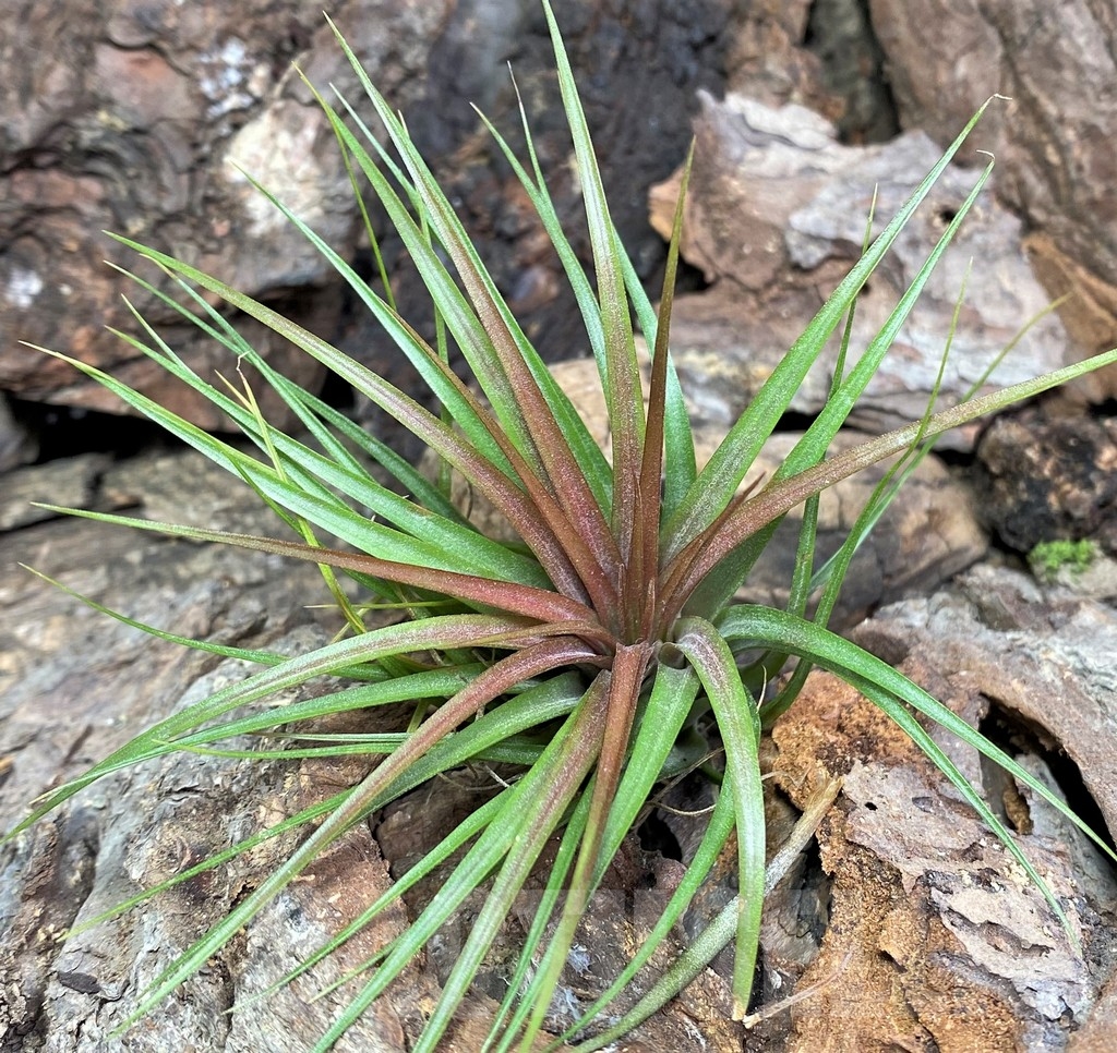 SHPR20081 Tillandsia rainforest red