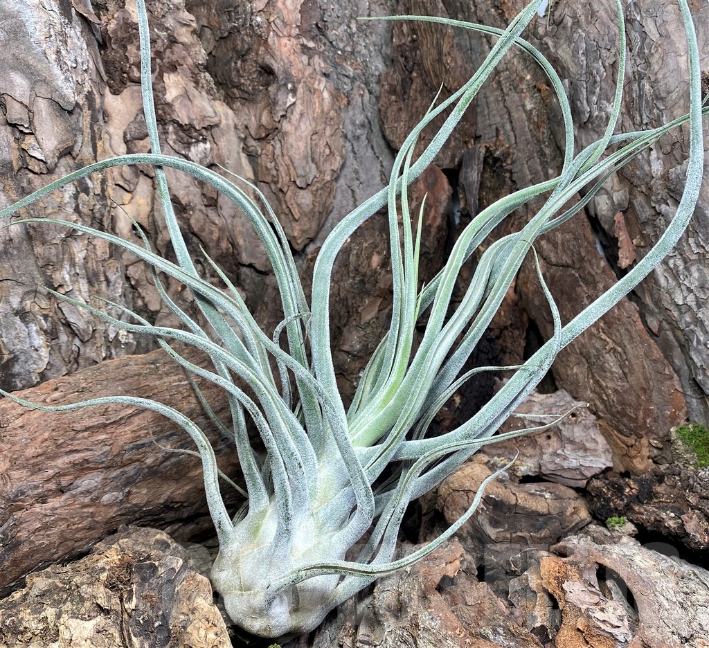 SHPR20082 Tillandsia ehlersiana - Imagen 2