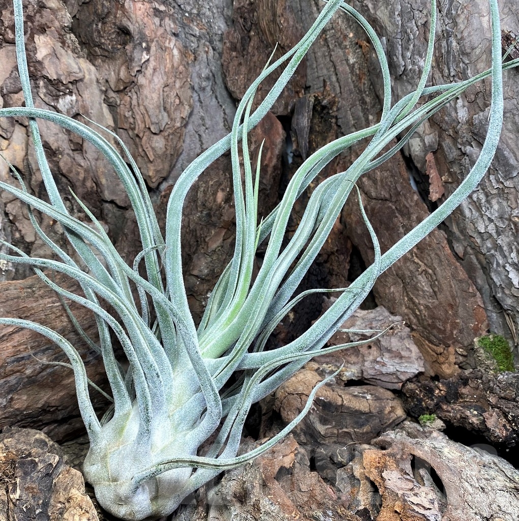 SHPR20082 Tillandsia ehlersiana