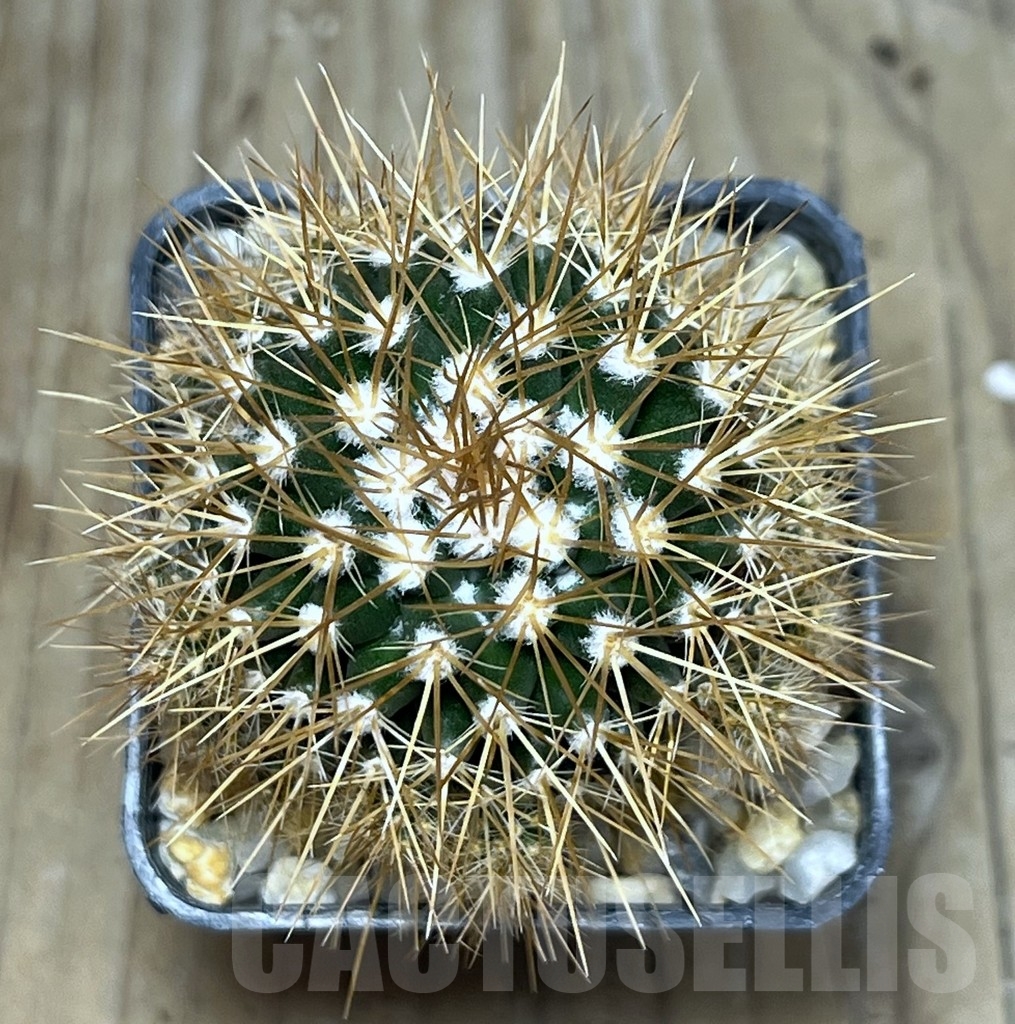 SHPR20062 Mammillaria nivosa - immagine 2