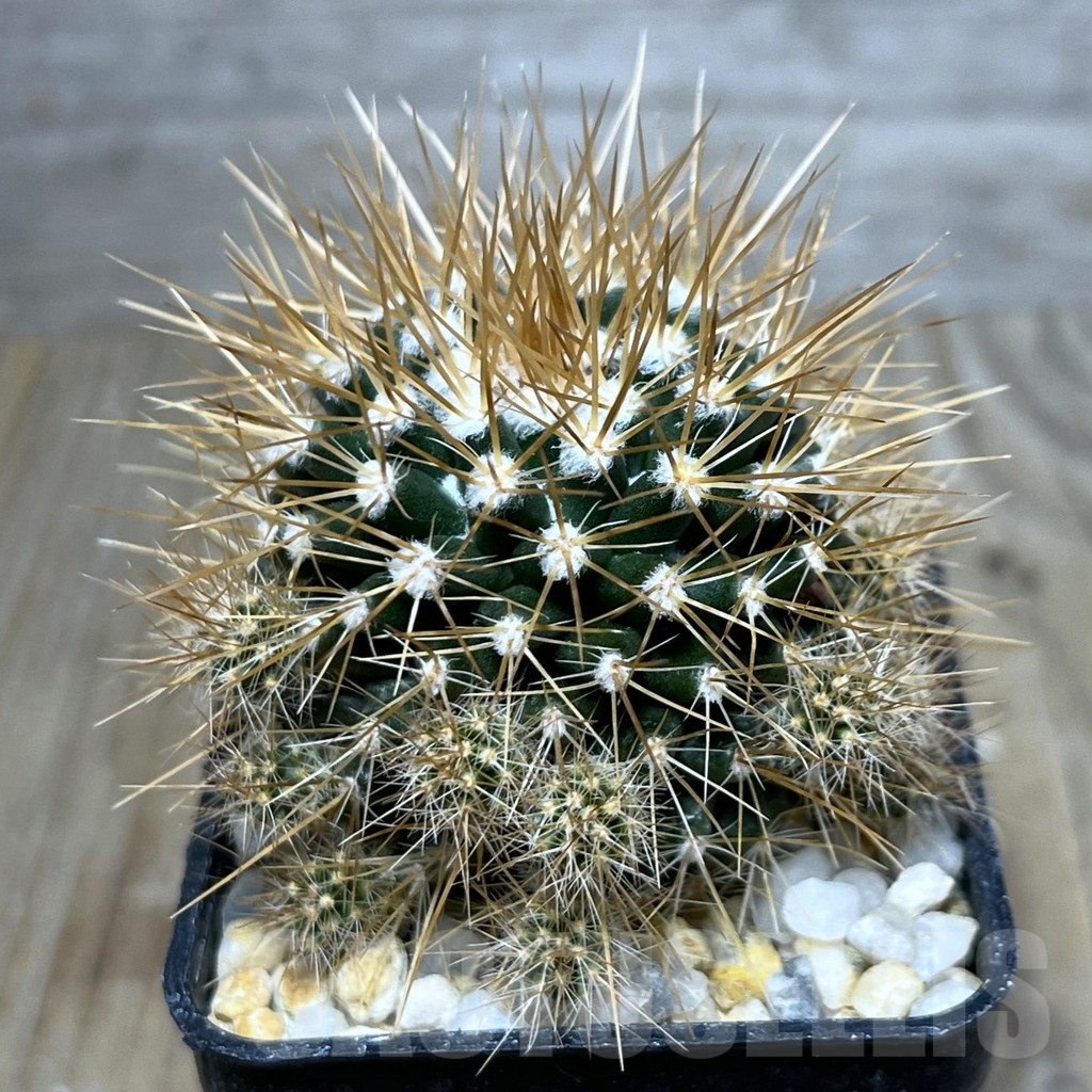 SHPR20062 Mammillaria nivosa