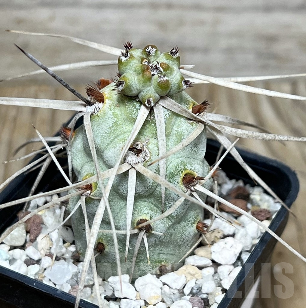 SHPR20063 Tephrocactus paediophilus KP 76