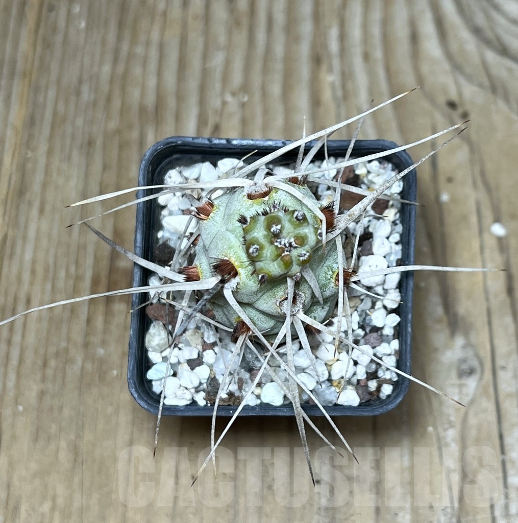 SHPR20063 Tephrocactus paediophilus KP 76 - immagine 2