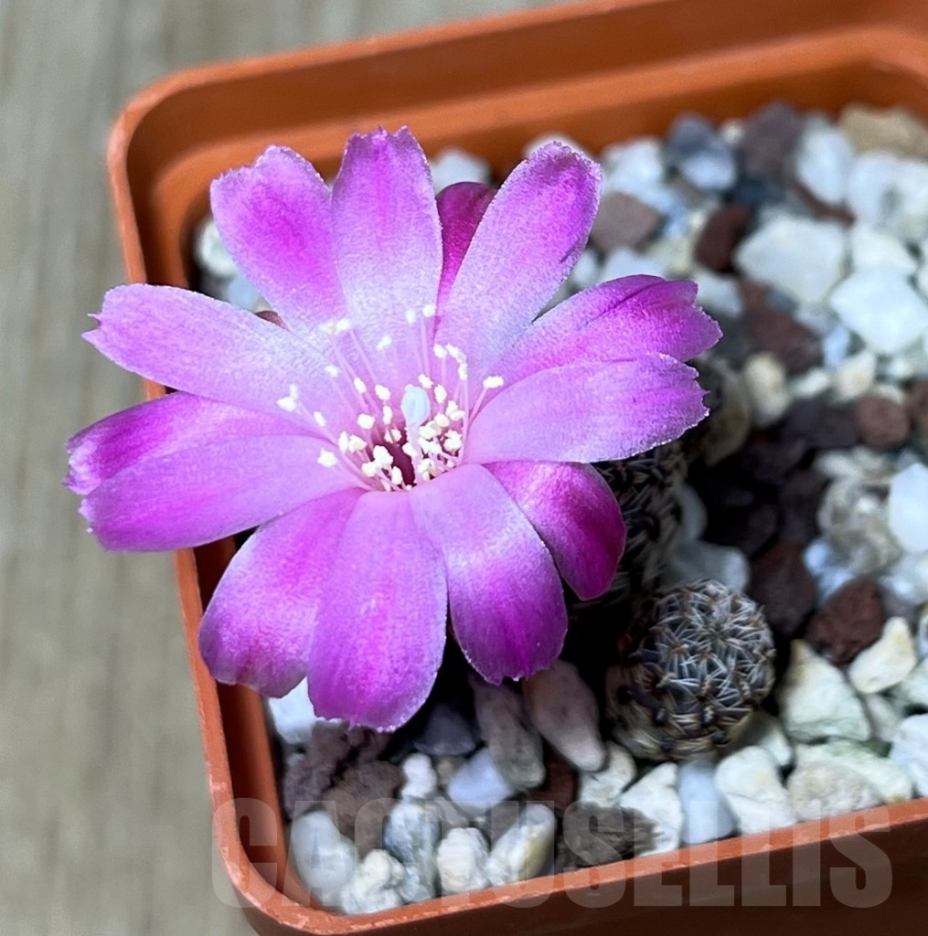 SHPR19984 Sulcorebutia taratensis v. minima