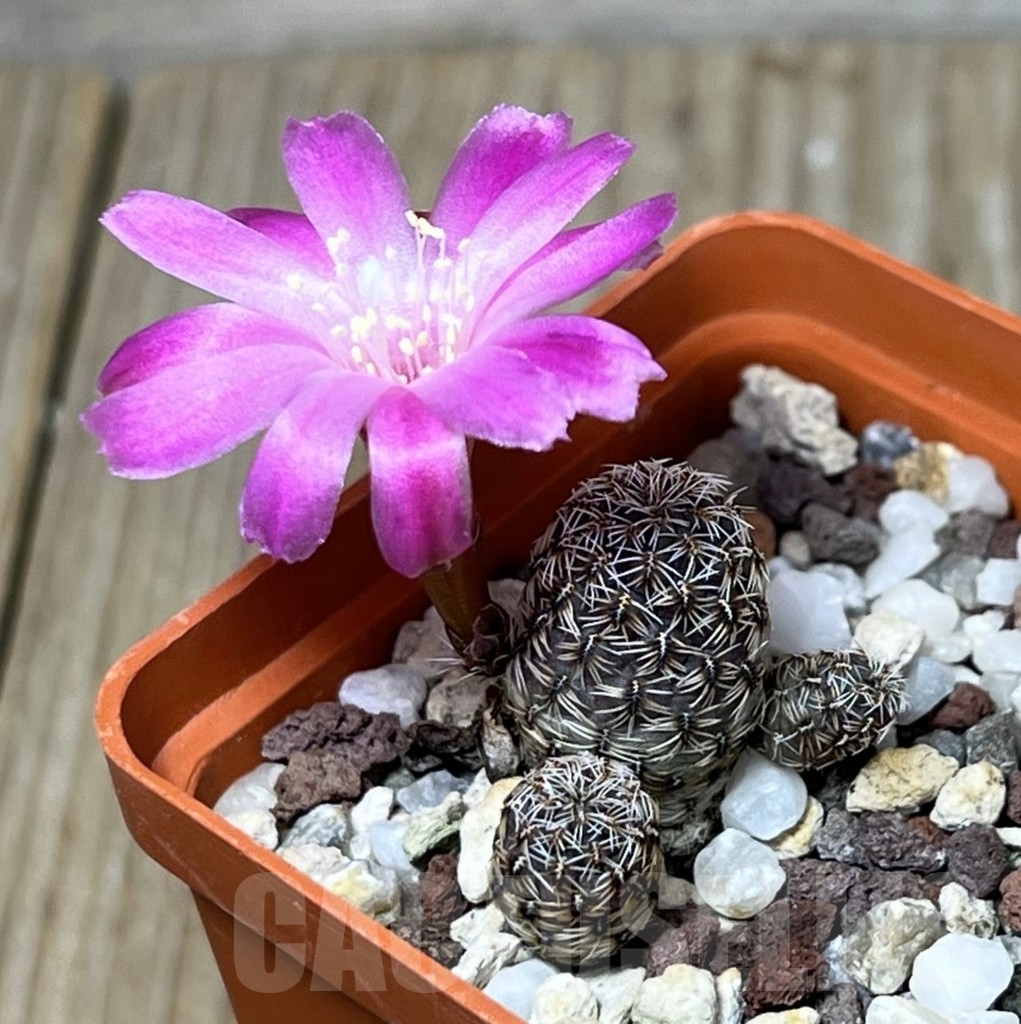 SHPR19984 Sulcorebutia taratensis v. minima - immagine 2