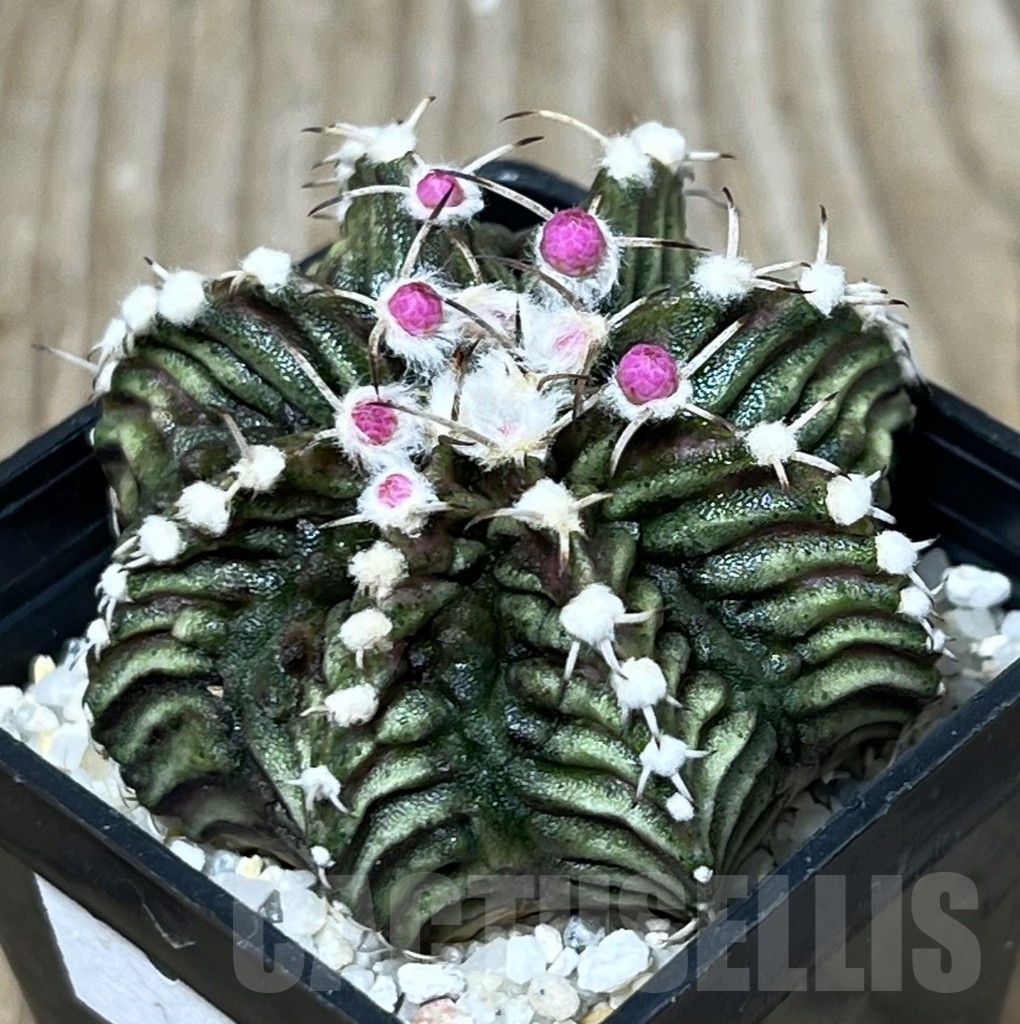 SHPR14761 Gymnocalycium mihanovichii 'T-rex'