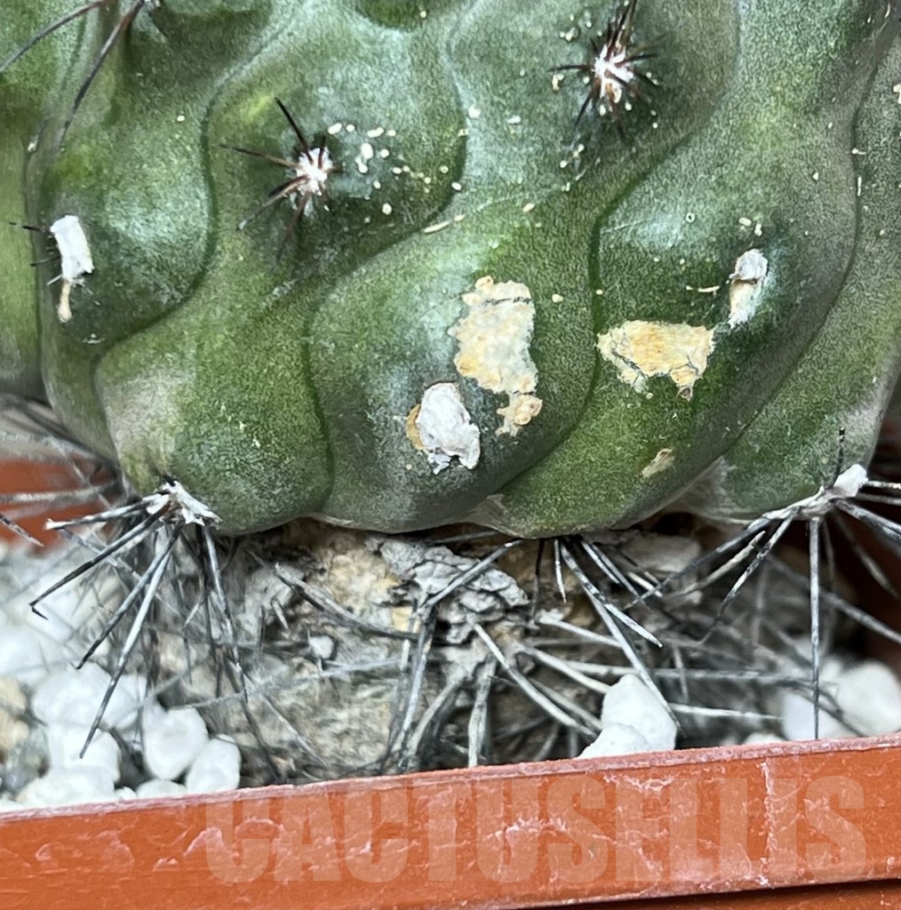 SHPR13286 Copiapoa humilis - immagine 3