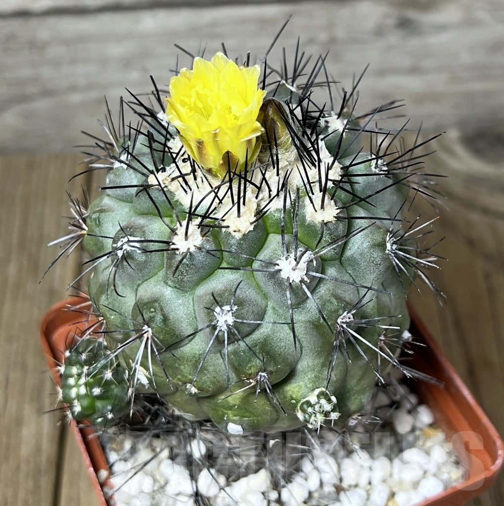SHPR13286 Copiapoa humilis