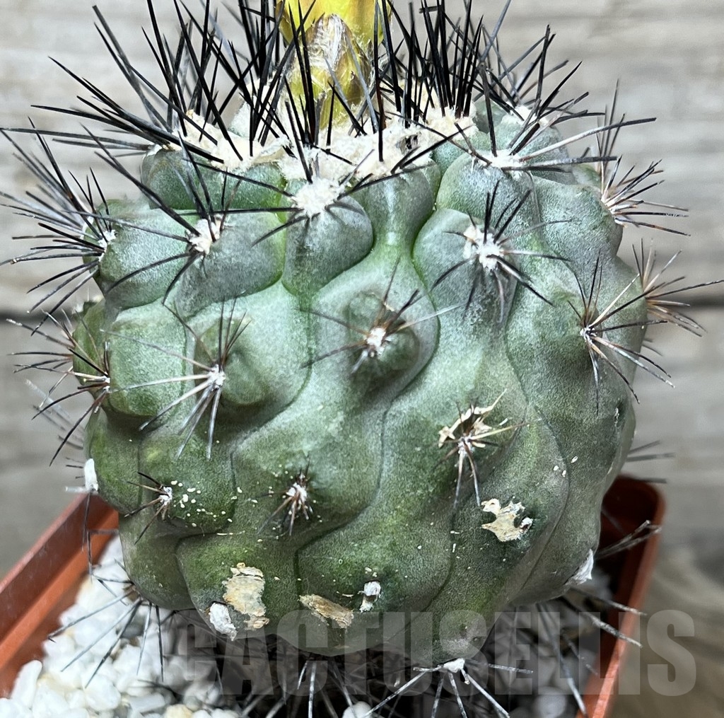 SHPR13286 Copiapoa humilis - immagine 2