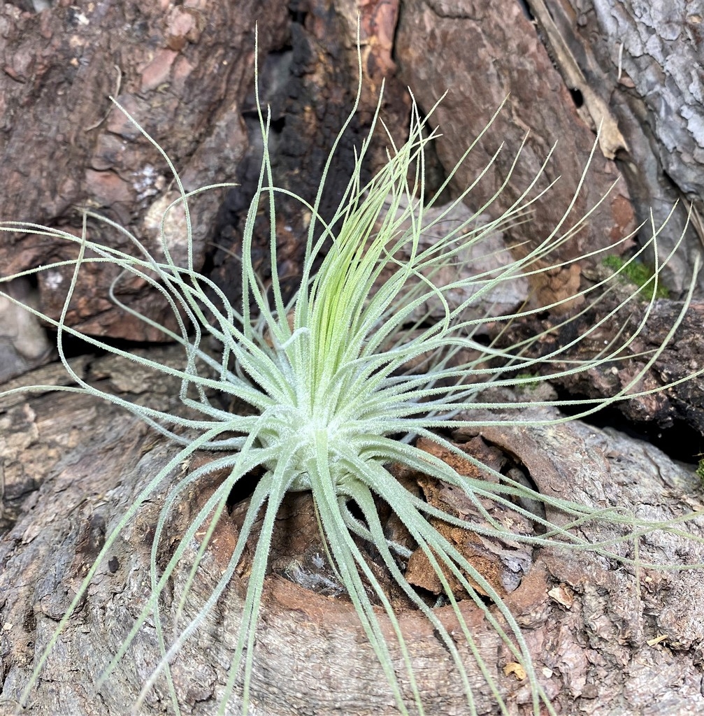 SHPR20096 Tillandsia magnusiana - Зображення 2