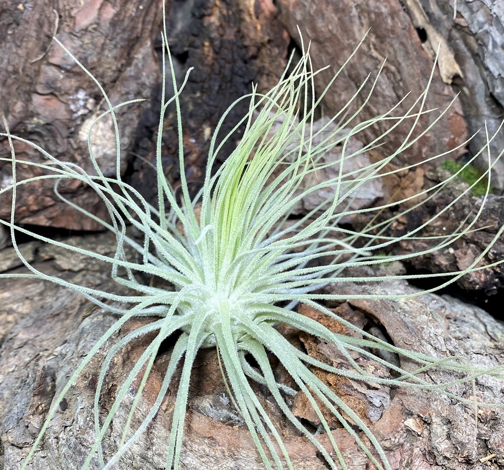 SHPR20096 Tillandsia magnusiana