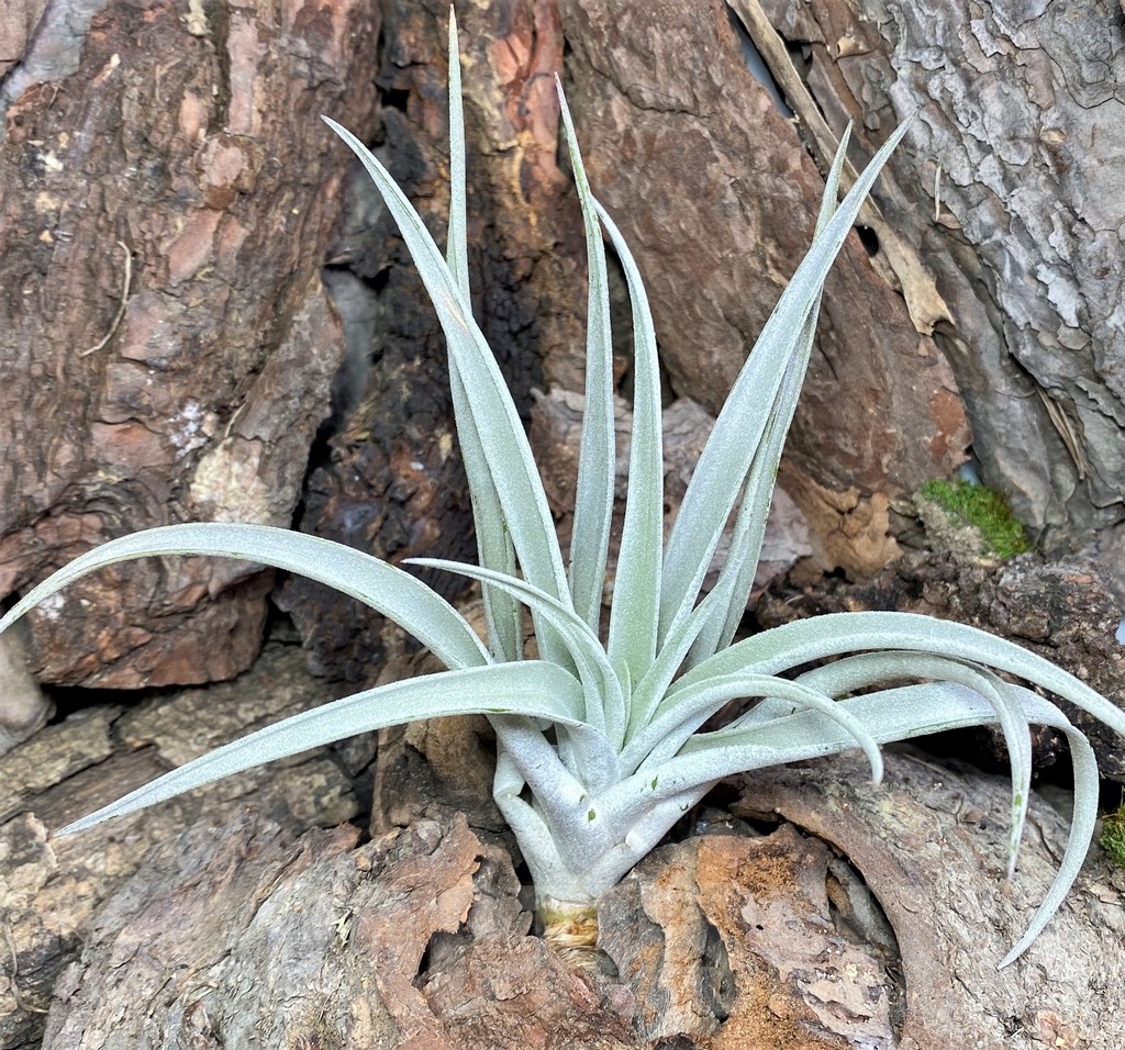 SHPR20101 Tillandsia harrisii – Bild 2