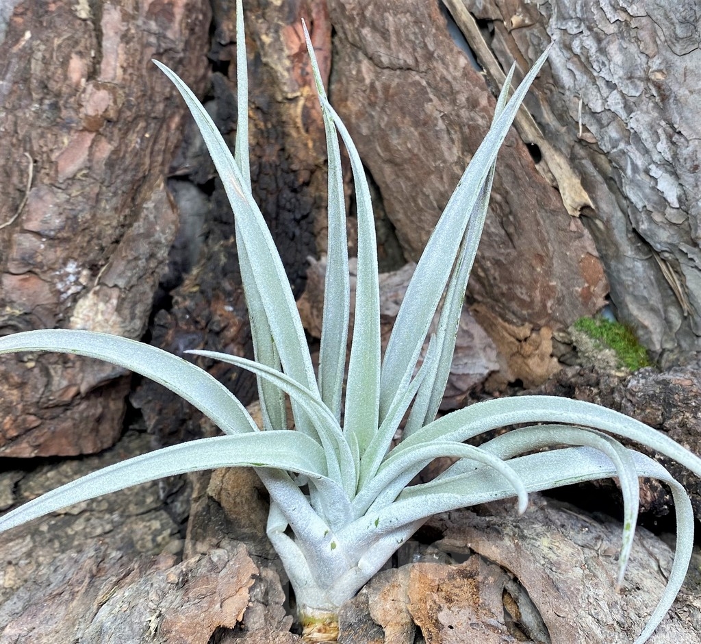 SHPR20101 Tillandsia harrisii