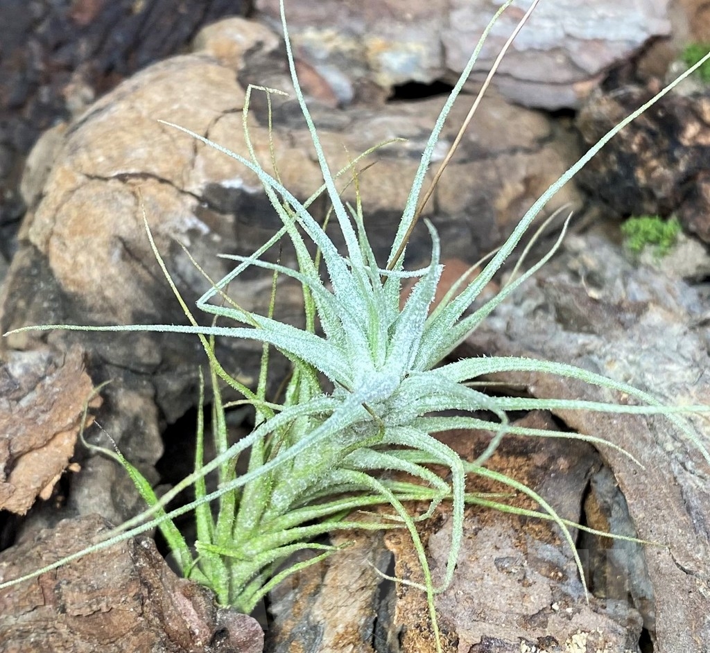 SHPR20103 Tillandsia heteromorpha