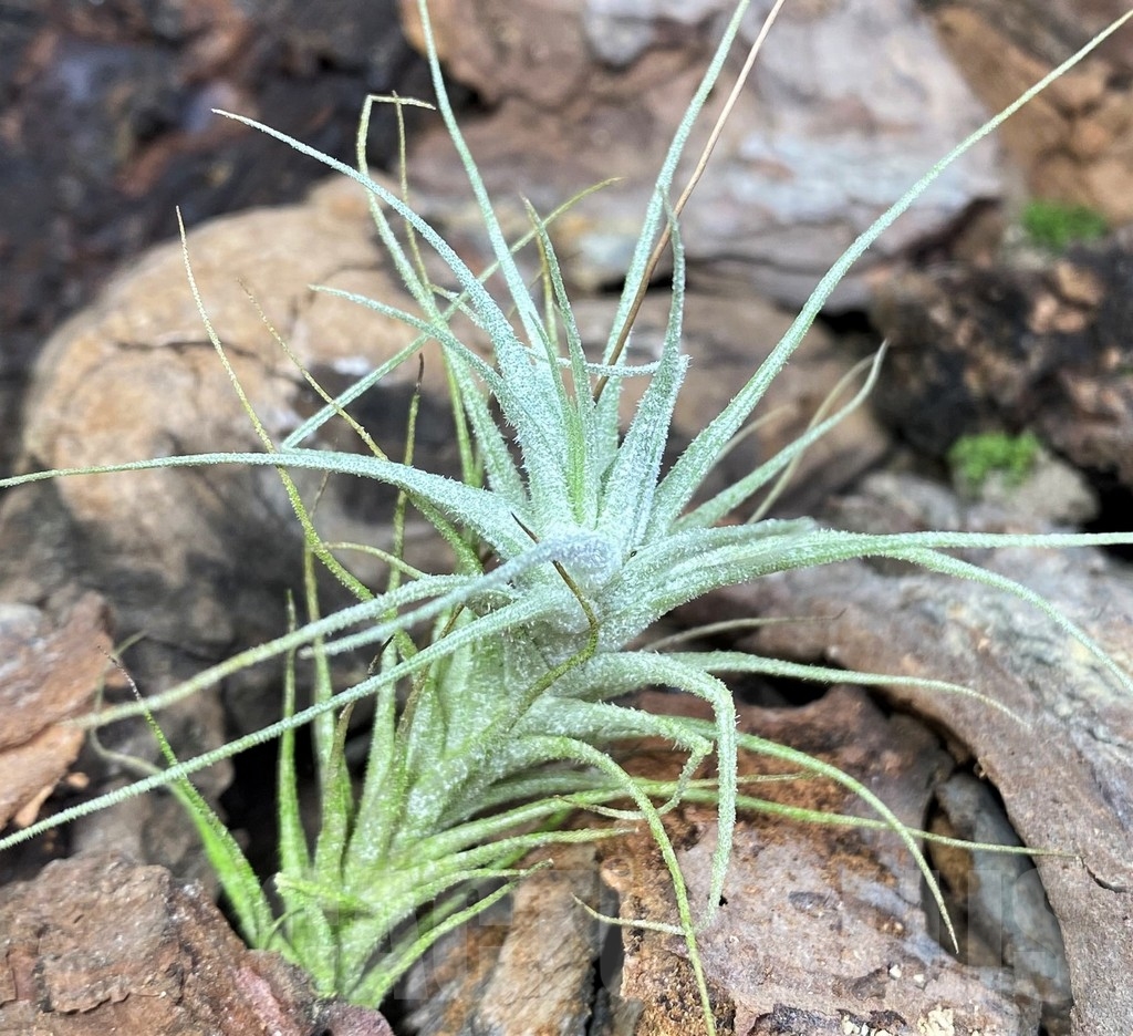 SHPR20103 Tillandsia heteromorpha - Image 2