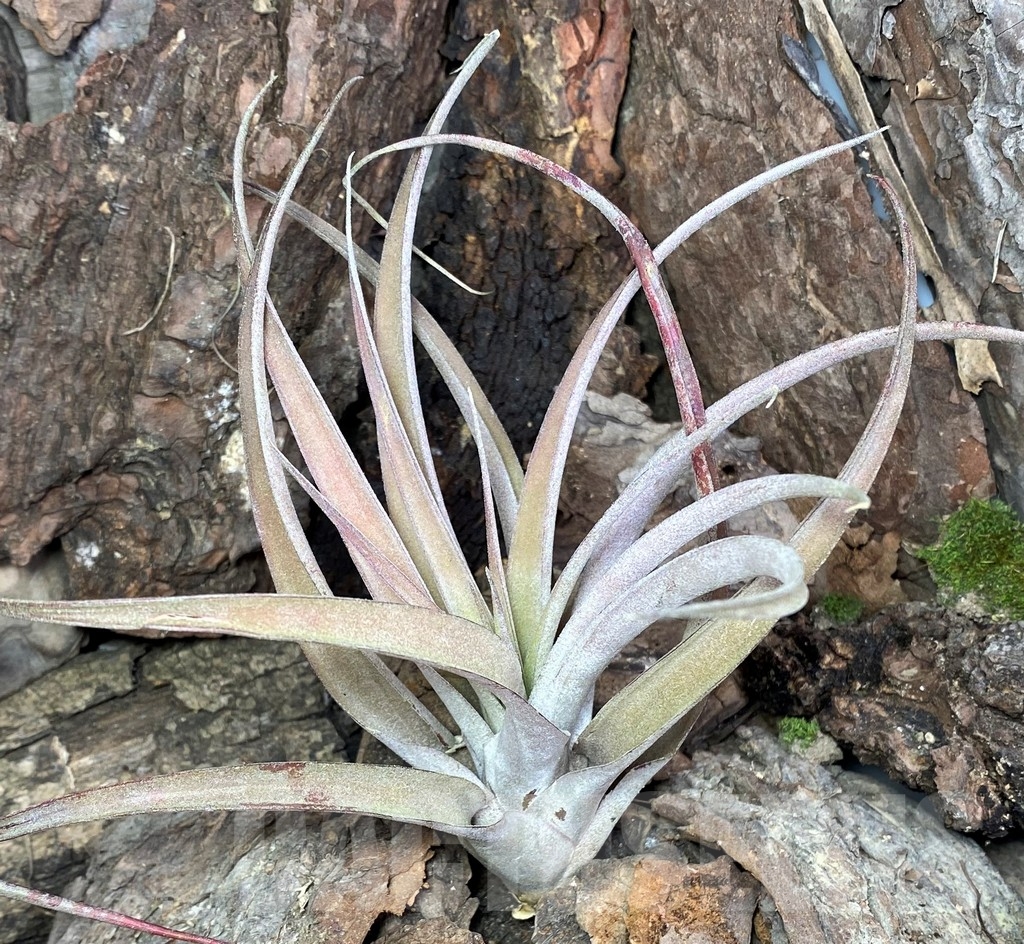 SHPR20104 Tillandsia capitata 'Peach' red - Image 2