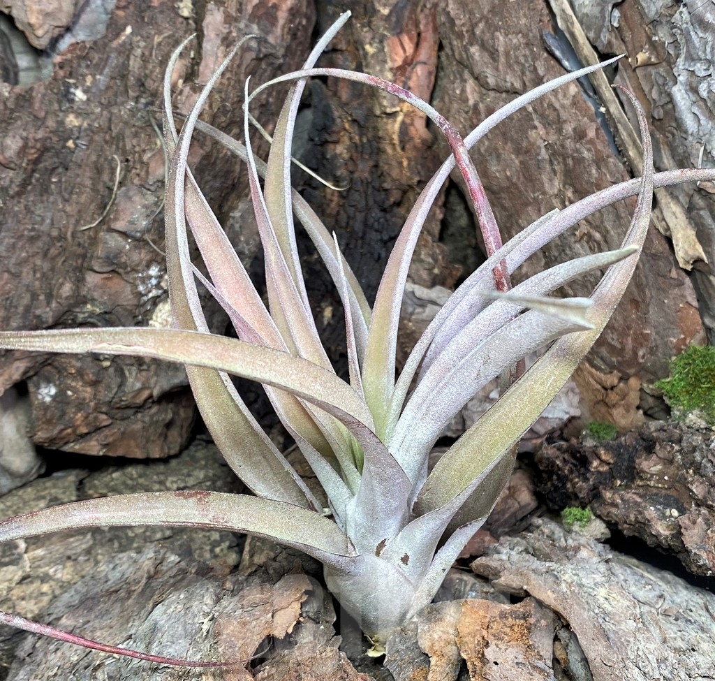 SHPR20104 Tillandsia capitata 'Peach' red - Image 3