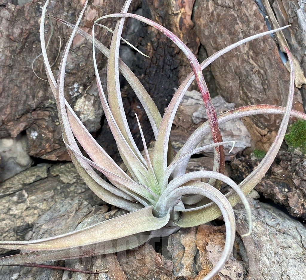 SHPR20104 Tillandsia capitata 'Peach' red