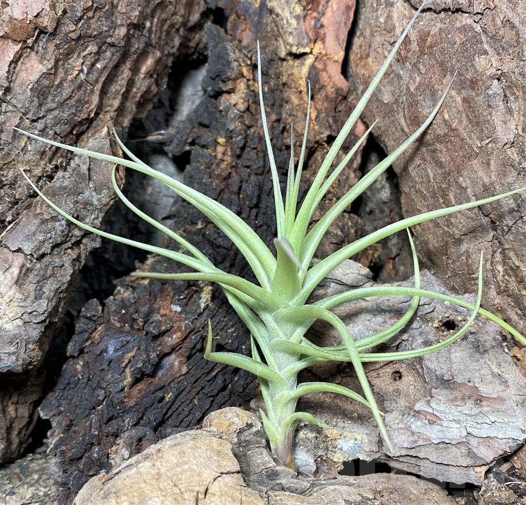 SHPR20069 Tillandsia aeranthos – Bild 3