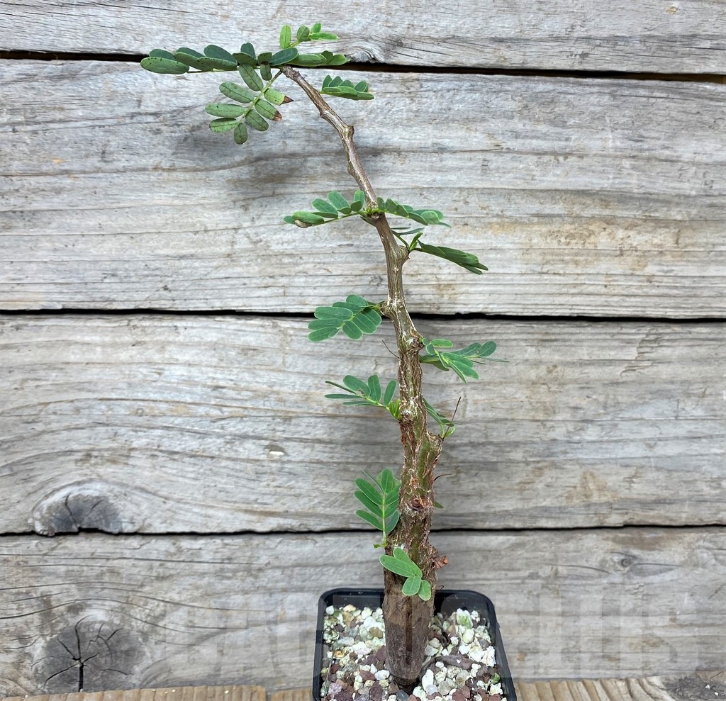 SHPR20120 Senna meridionalis - Imagen 2