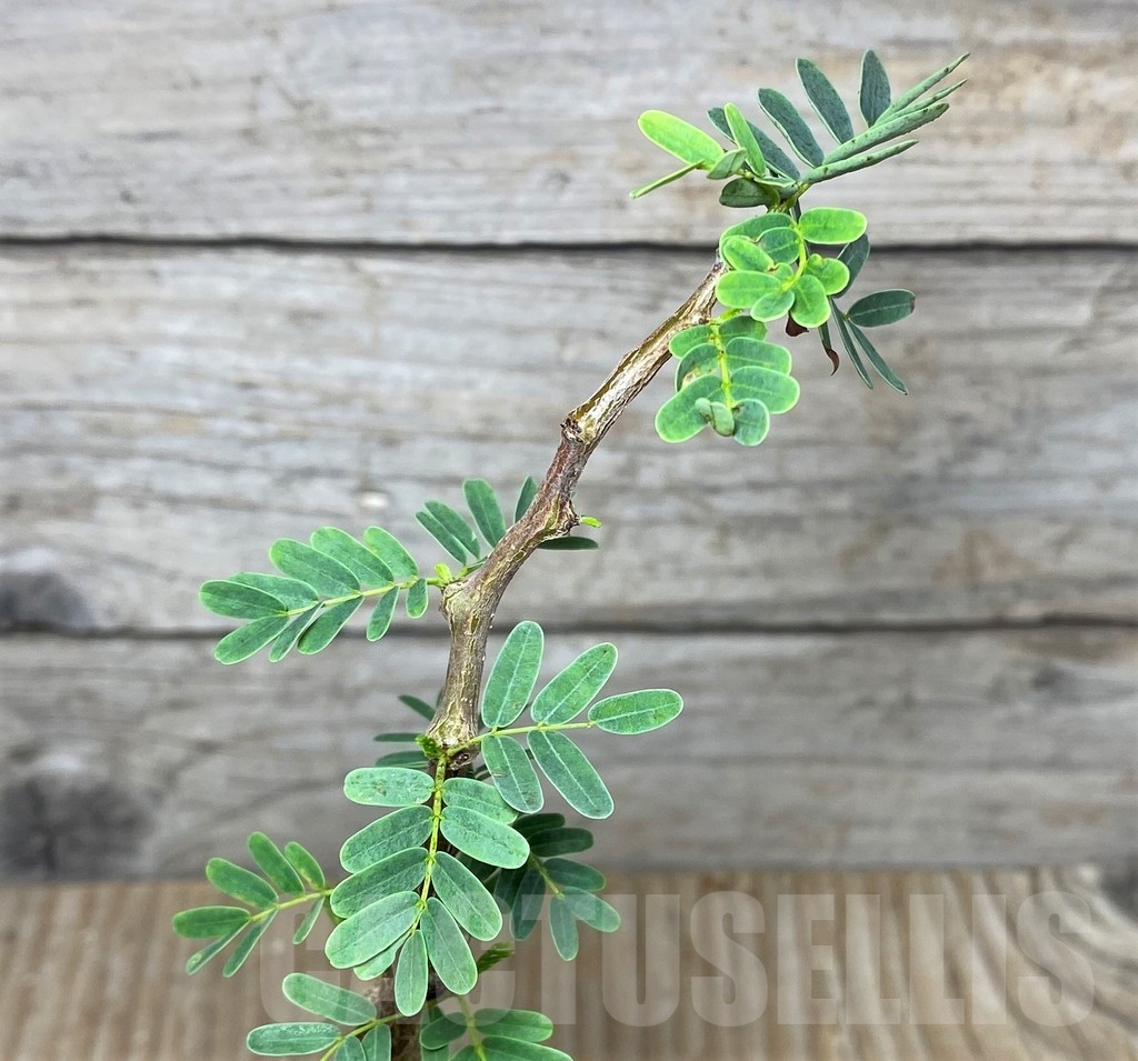 SHPR20120 Senna meridionalis