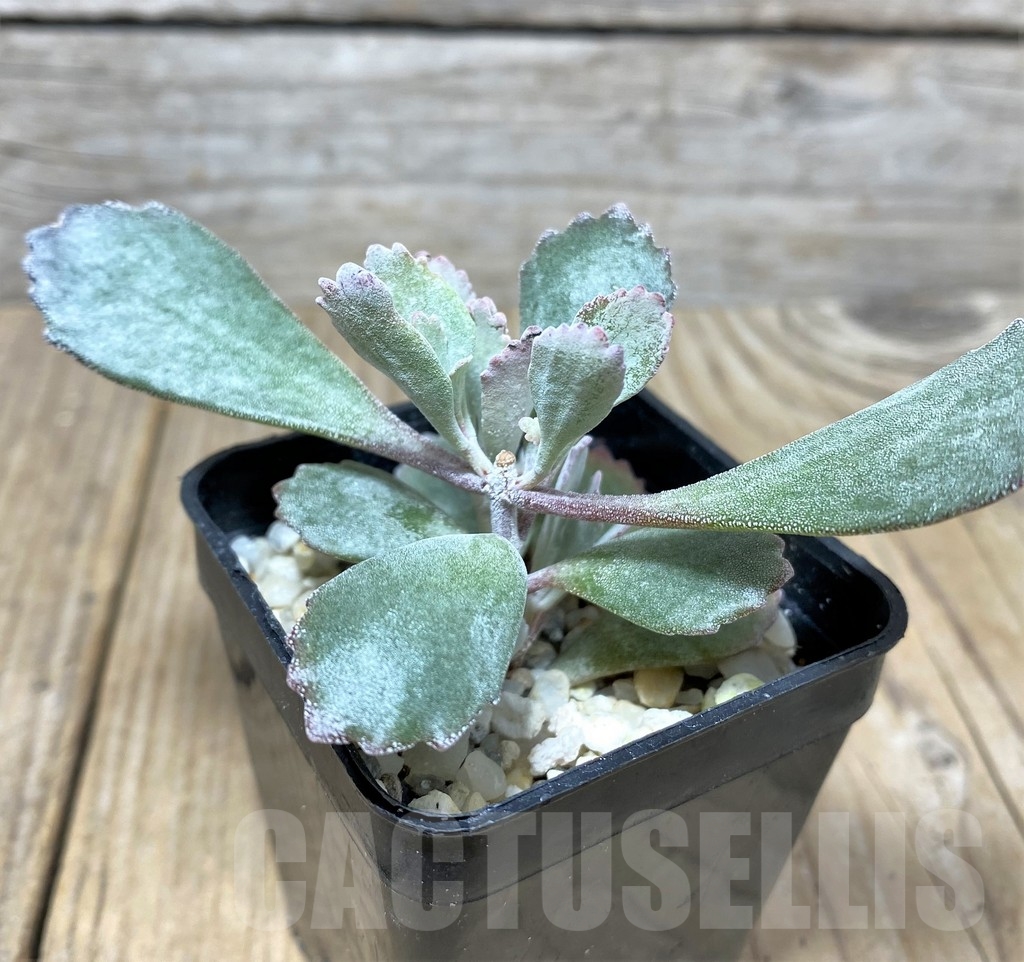 SHPR20121 Kalanchoe pumila - Obrázek 2