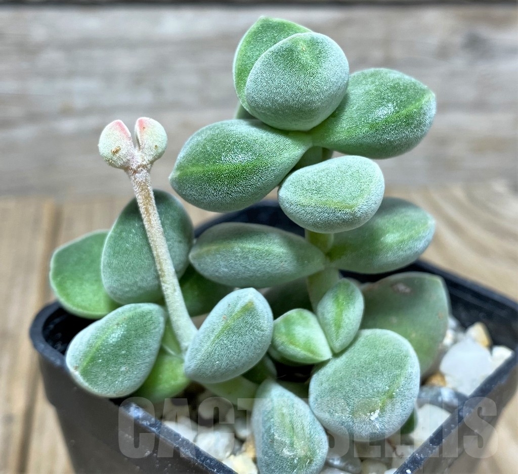 SHPR20122 Crassula hybrid