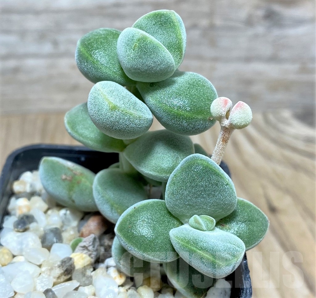 SHPR20122 Crassula hybrid - Зображення 2