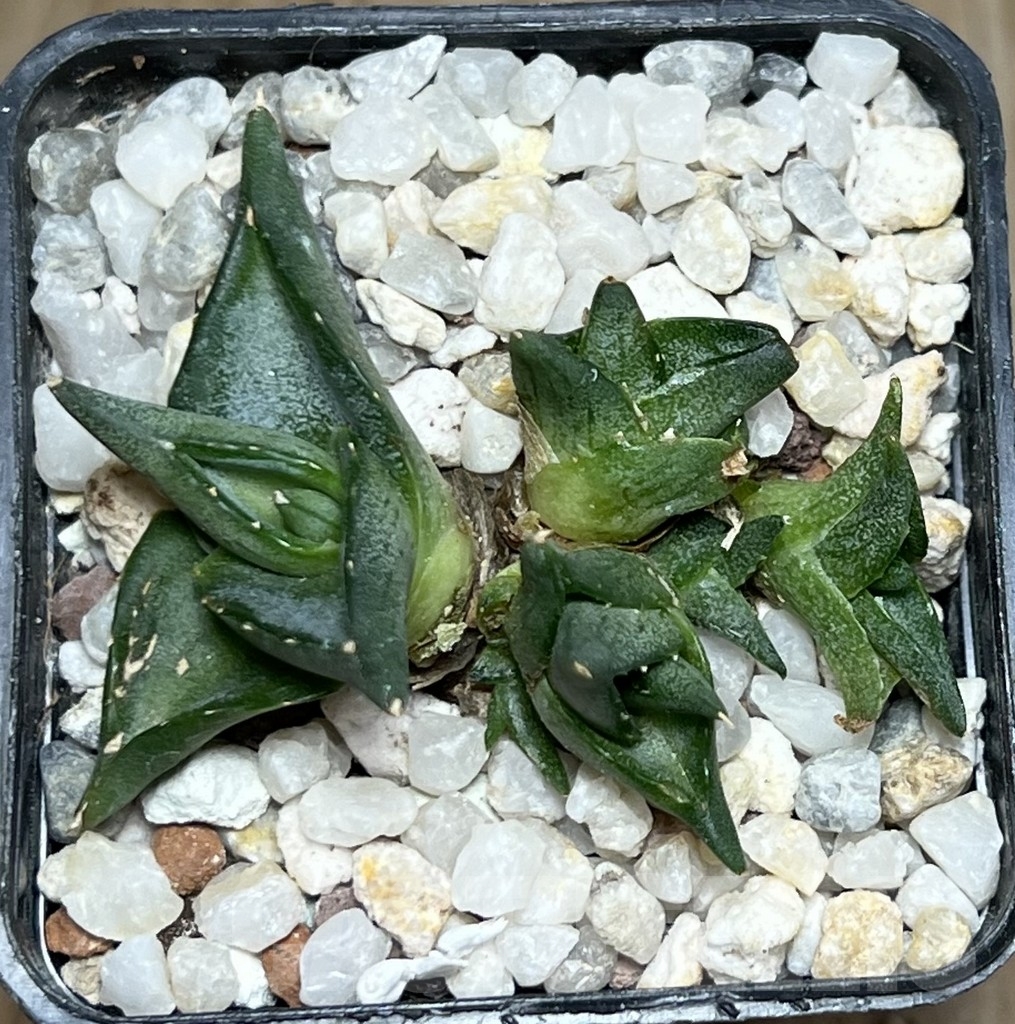 SHPR20117 Agave pumila ‘Clusterfest’ – Image 3