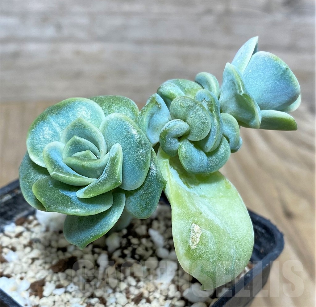 SHPR20123 Graptoveria 'Lovely Rose'