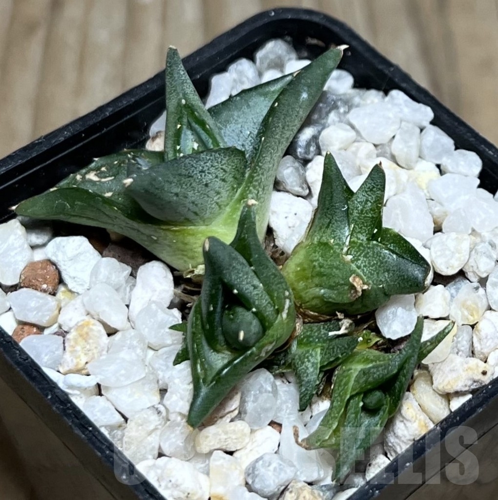 SHPR20117 Agave pumila ‘Clusterfest’ – Image 2