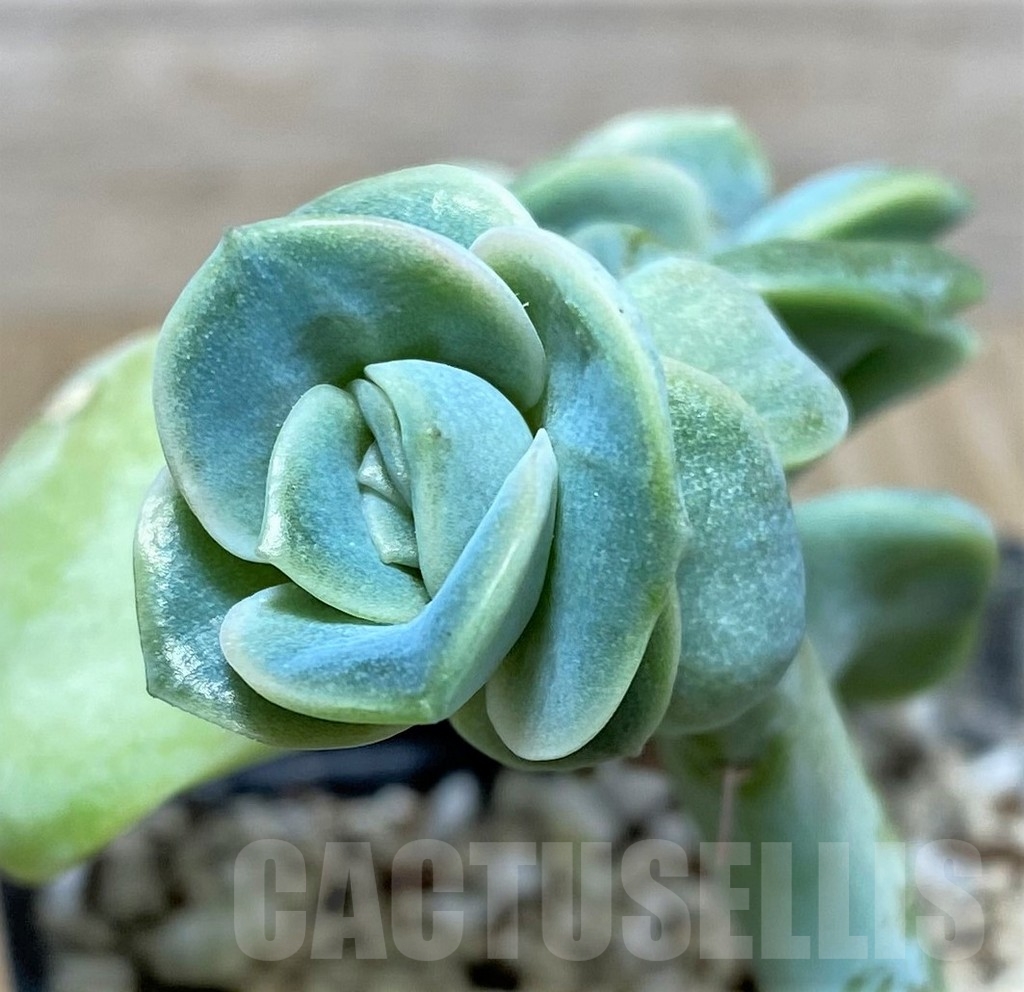 SHPR20123 Graptoveria 'Lovely Rose' – Bild 2
