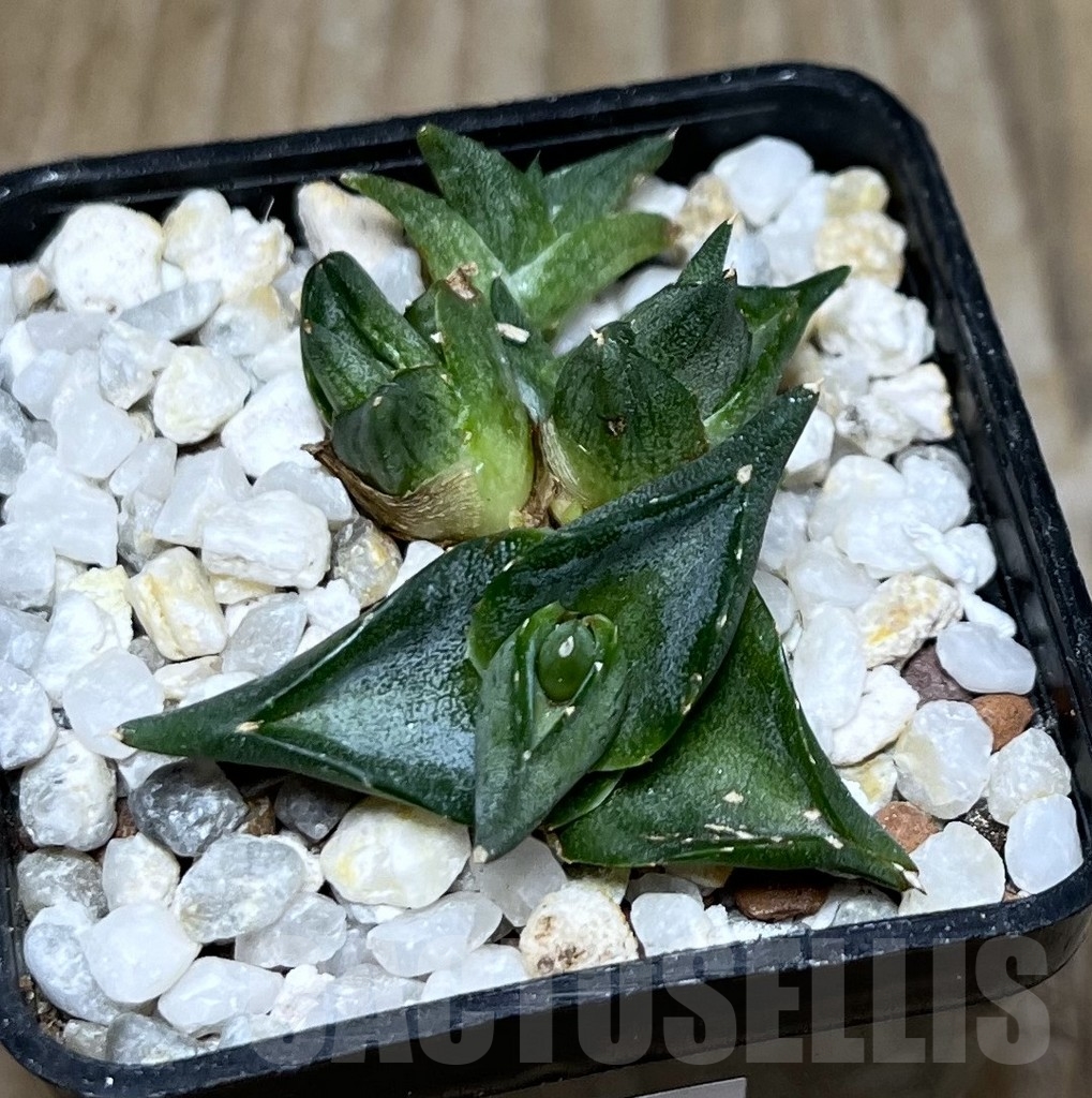 SHPR20117 Agave pumila ‘Clusterfest’