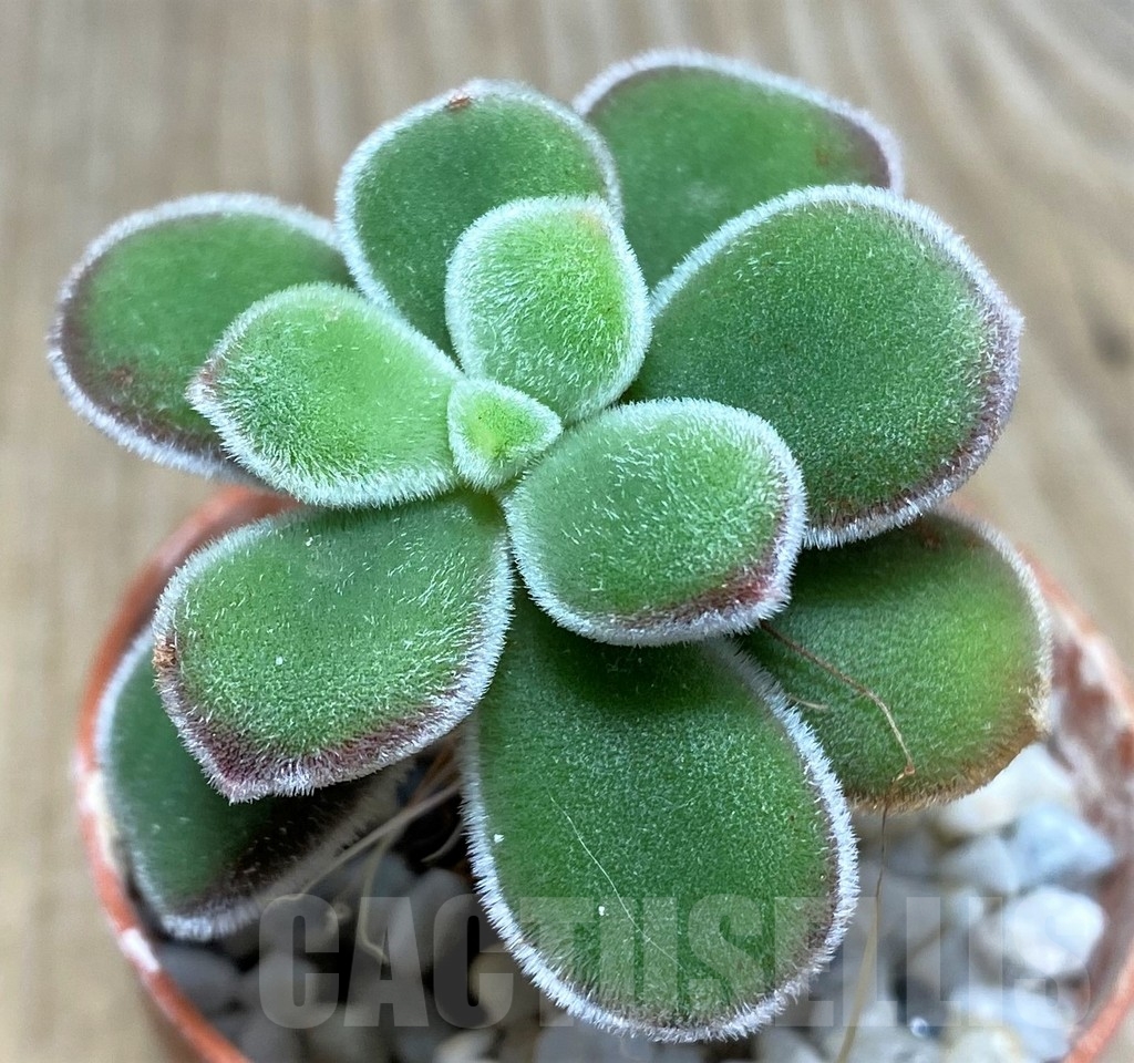 SHPR20124 Echeveria pulvinata