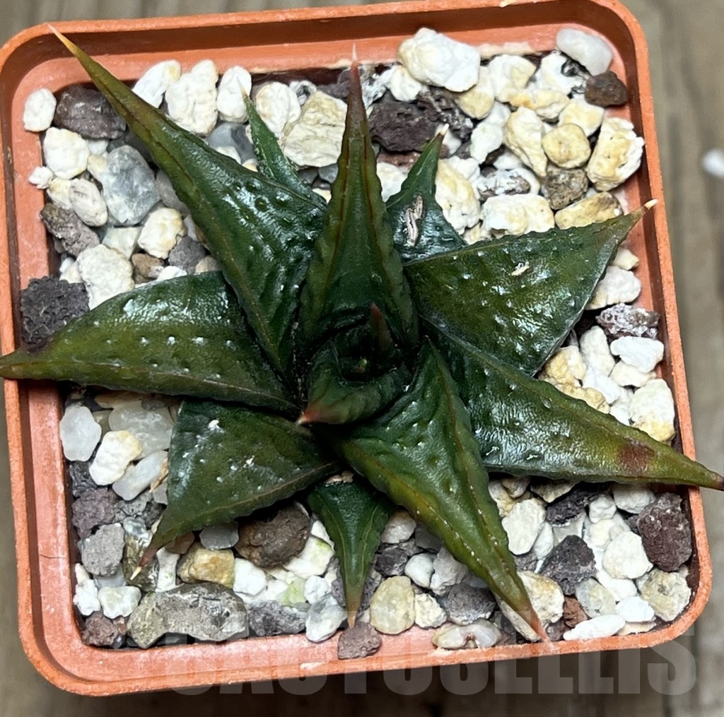 SHPR20118 Haworthia limifolia v. arcana - Image 2