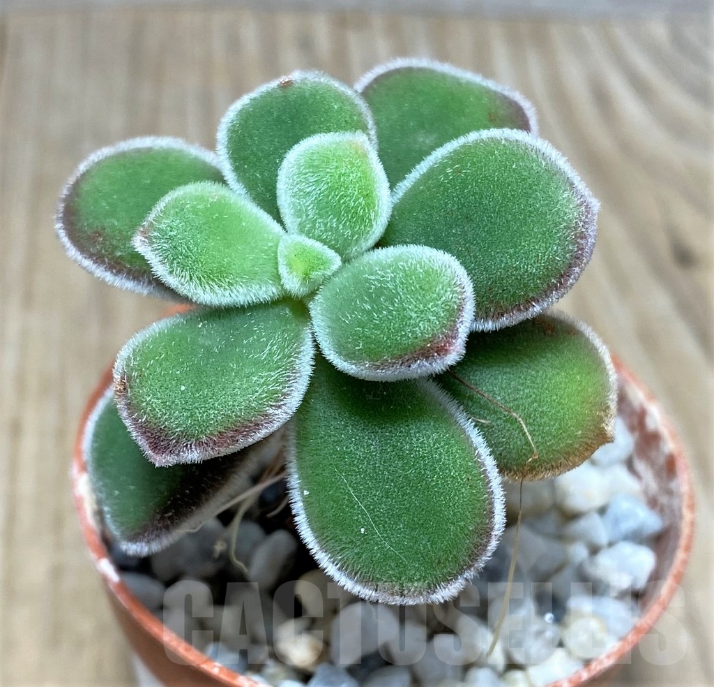 SHPR20124 Echeveria pulvinata – Bild 2