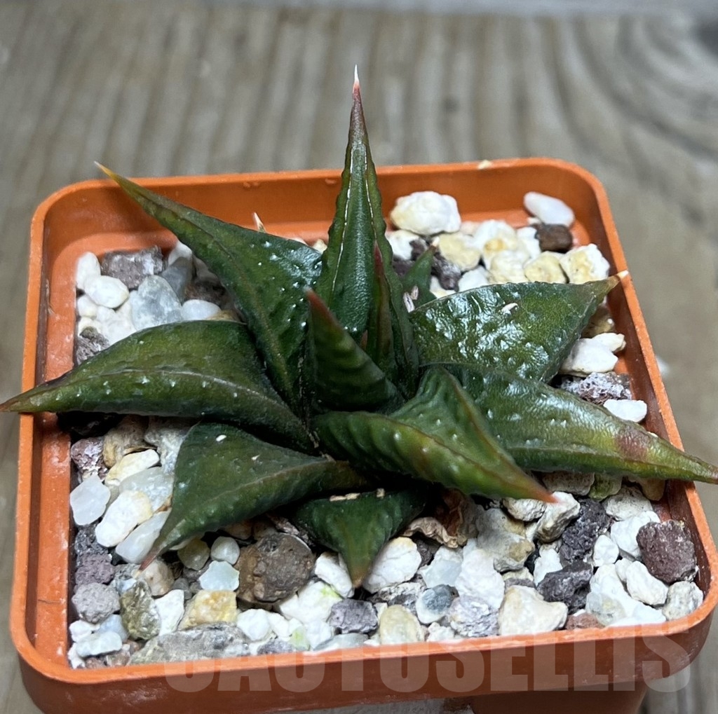 SHPR20118 Haworthia limifolia v. arcana