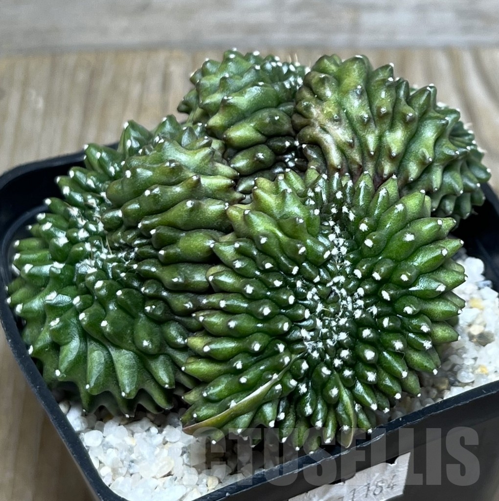 SHPR11184 Gymnocalycium hybrid 'inermis' f. cristata - 画像 (3)