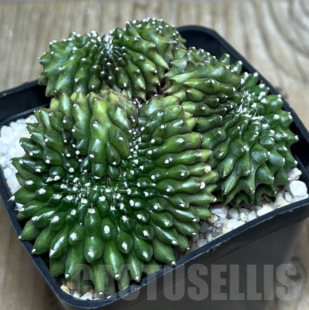SHPR11184 Gymnocalycium hybrid 'inermis' f. cristata