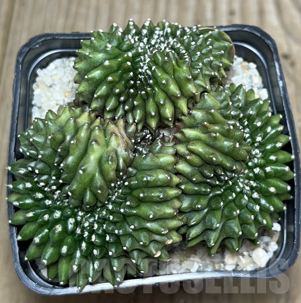 SHPR11184 Gymnocalycium hybrid 'inermis' f. cristata - 画像 (2)