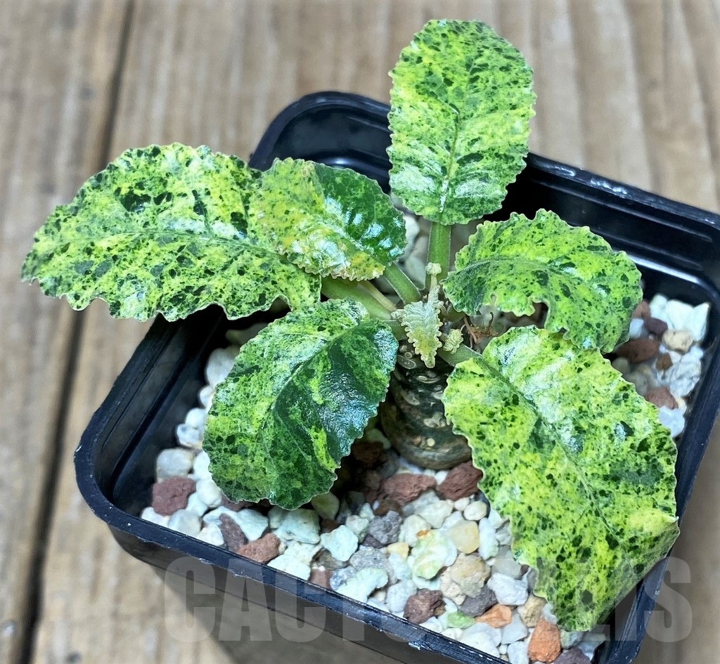 SHPR20129 Dorstenia hybrid f. variegata – Bild 2