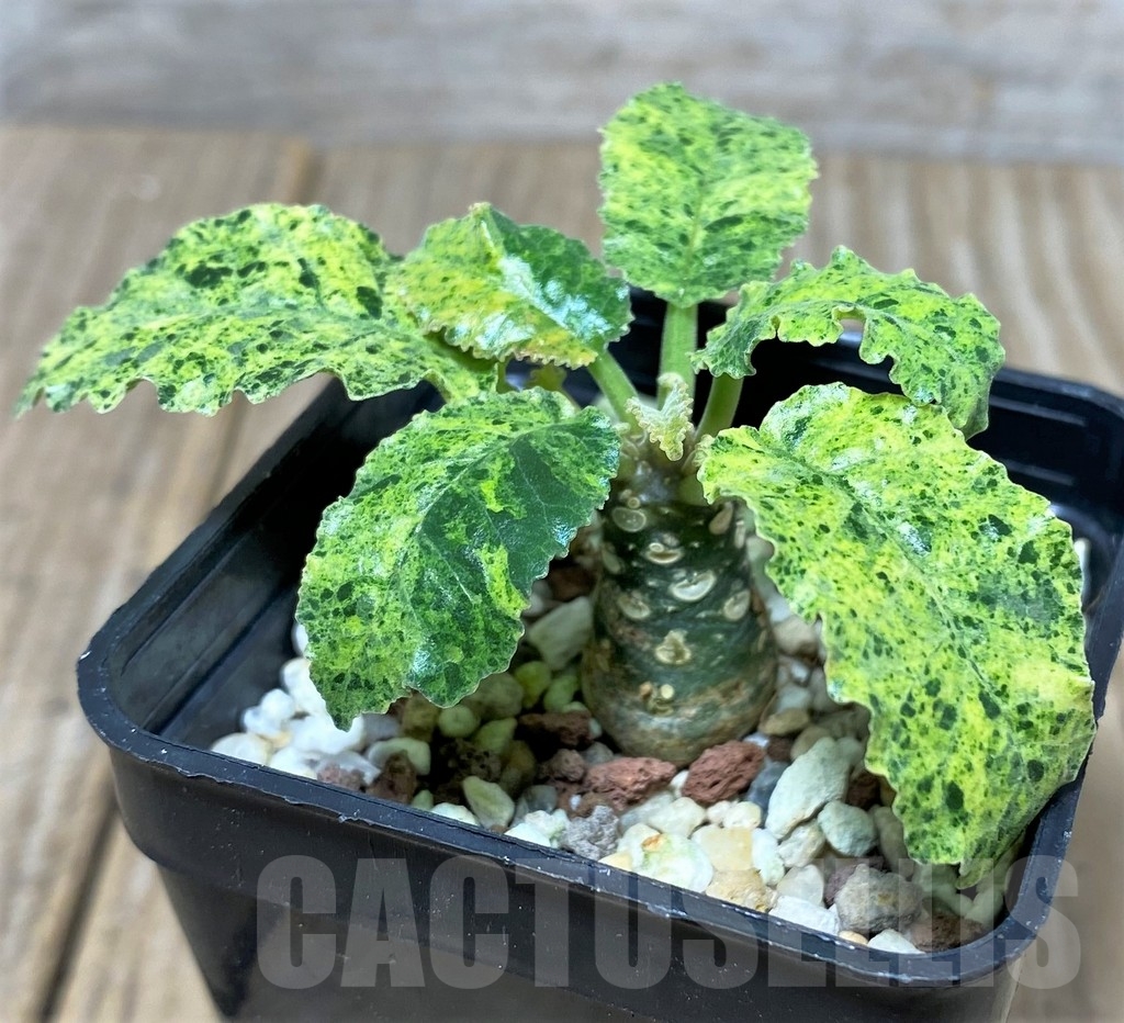 SHPR20129 Dorstenia hybrid f. variegata