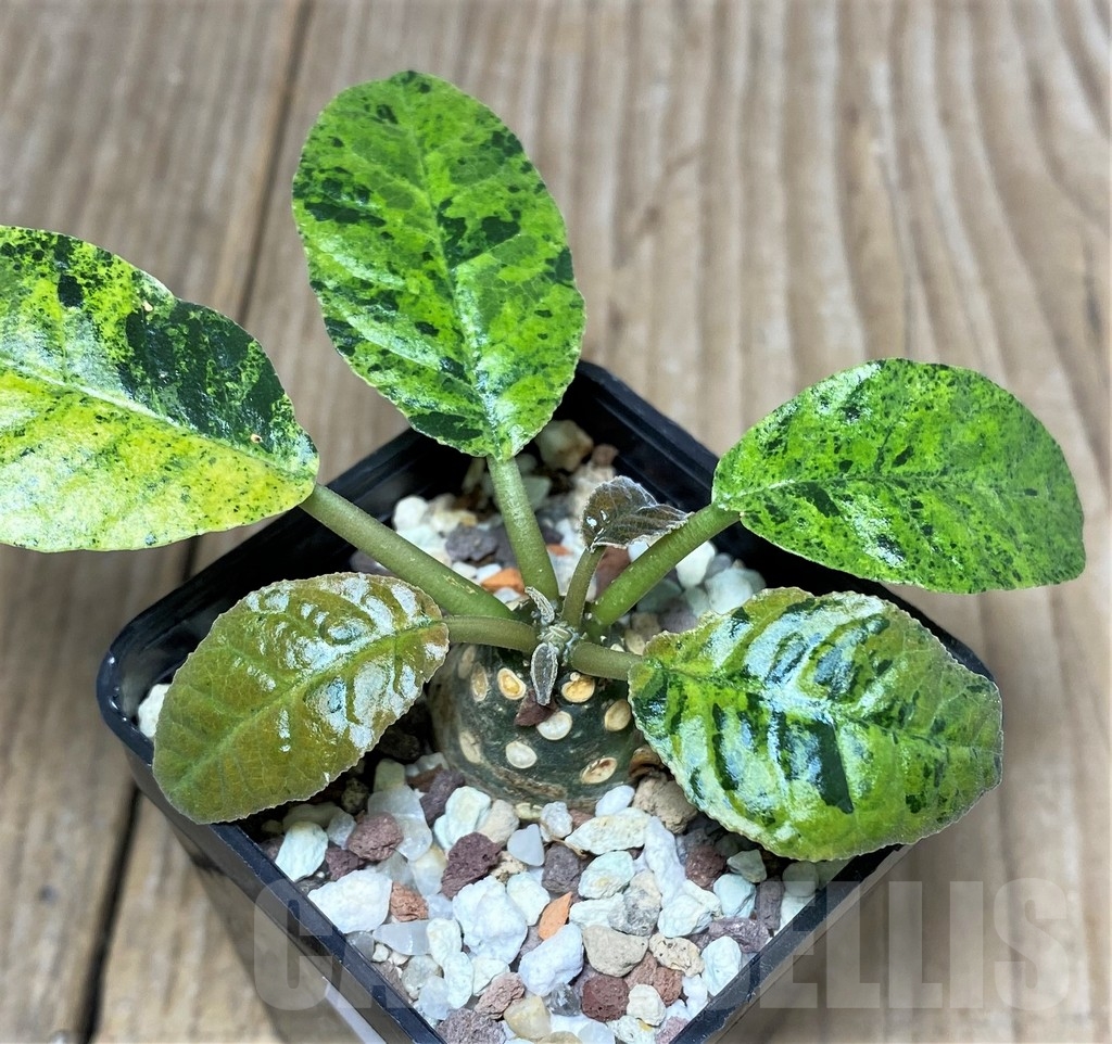 SHPR20130 Dorstenia foetida f. variegata